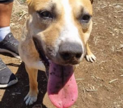 Adozione Francy 5: Cagna Femmina Socievole e Giocherellona