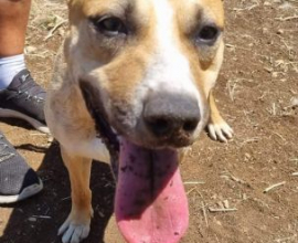 Adozione Francy 5: Cagna Femmina Socievole e Giocherellona