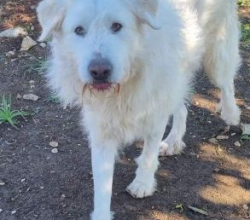 Orso: Un Cane Adorabile da Adottare