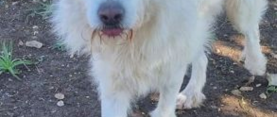 Orso: Un Cane Adorabile da Adottare